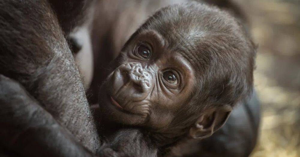 Дитя, дающее надежду. В США самец гориллы ошарашил смотрителей зоопарка, родив детеныша (видео)