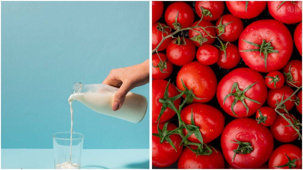 Как увеличить урожай помидоров с помощью молока – полезные советы дачникам