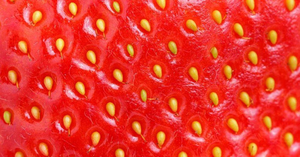 Изгой в мире природы. Ученые уверяют, что клубника вовсе не ягода, а белые точки на ней — не семена