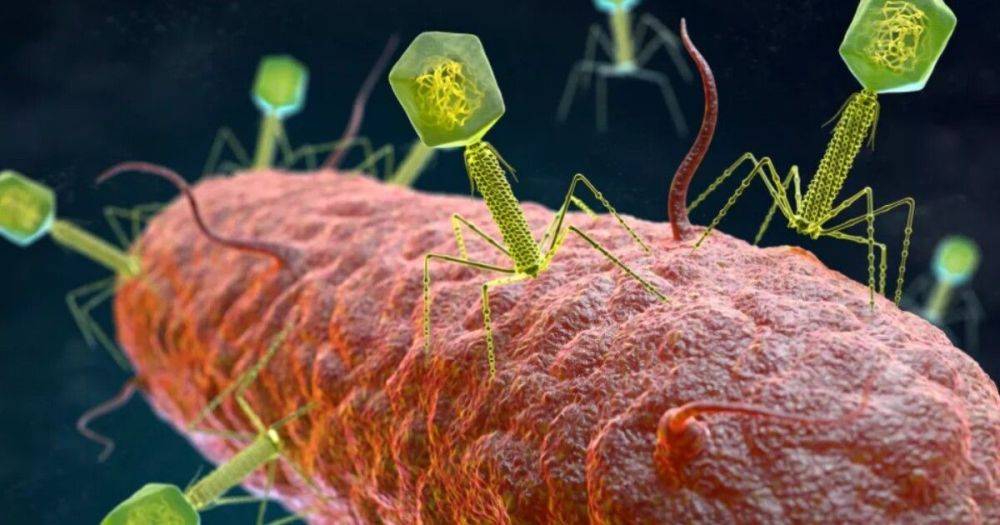 Микро-санитары. Ученые научили вирусы выискивать и уничтожать бактерии в нашем организме