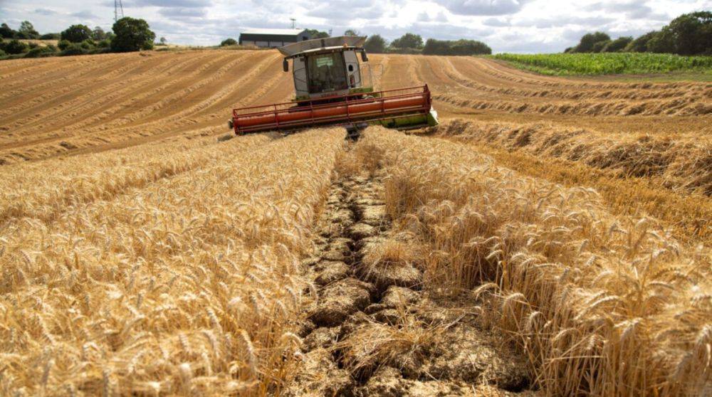 В ЕС сообщили о готовности экспортировать почти все украинское зерно