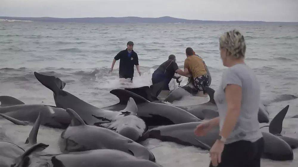 Австралия: десятки китообразных погибли на мелководье