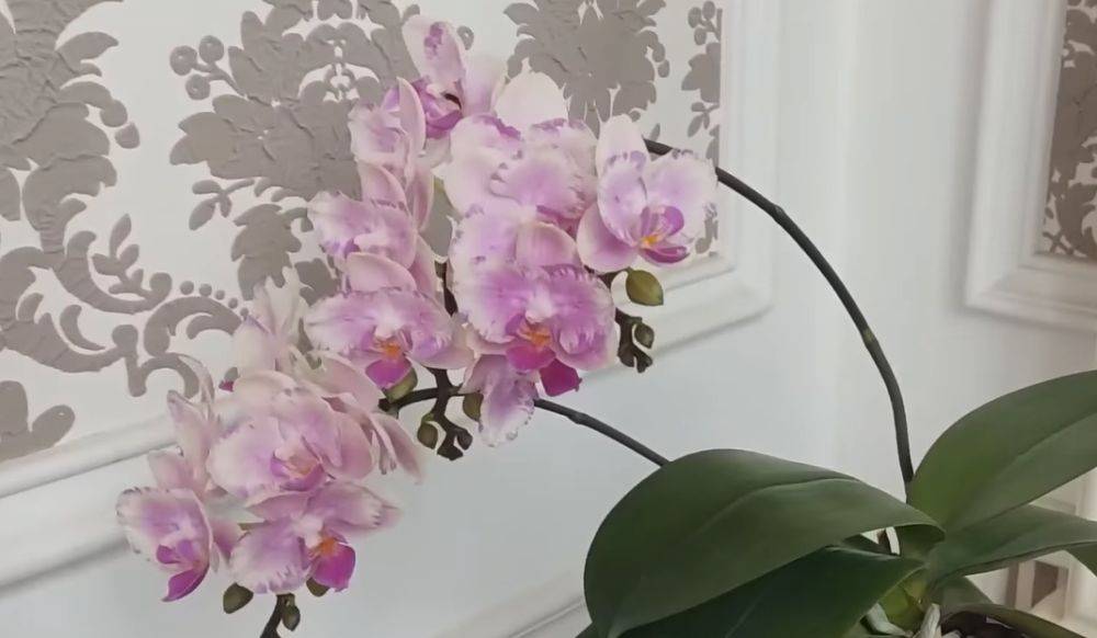 Восстановить ее будет невозможно: главные ошибки по уходу за орхидеями, которые угробят ваши растения