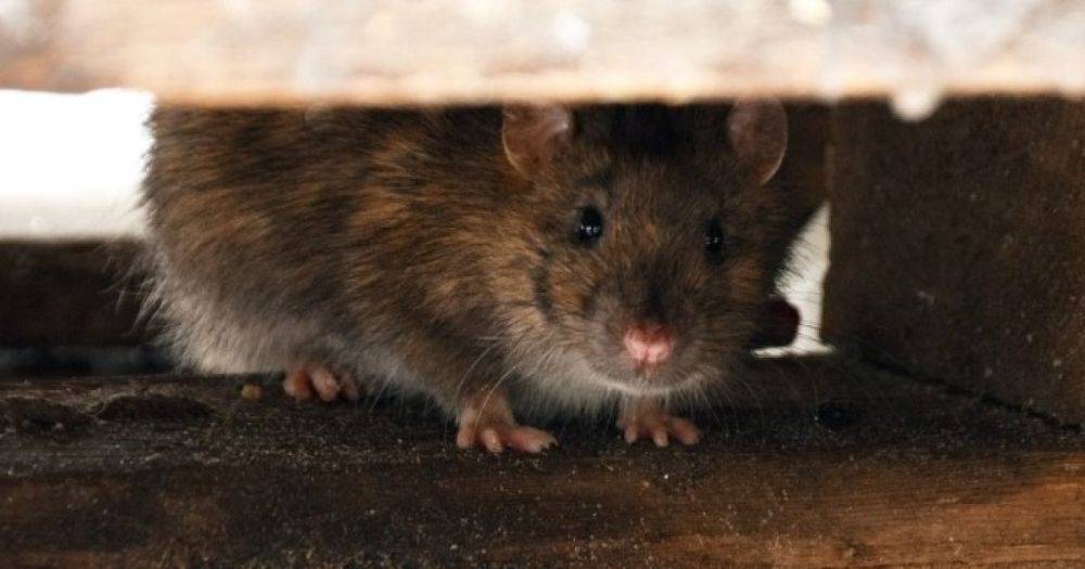 Из "мыши" вырос до гигантских размеров: боец ВСУ откормил крысу-рекордсмена (фото, видео)