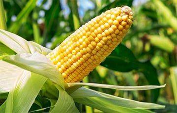 Можно ли белорусам есть кукурузу с полей?
