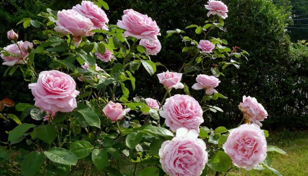 Ваши цветы осыпятся и ссохнутся: какие растения нельзя сажать возле роз