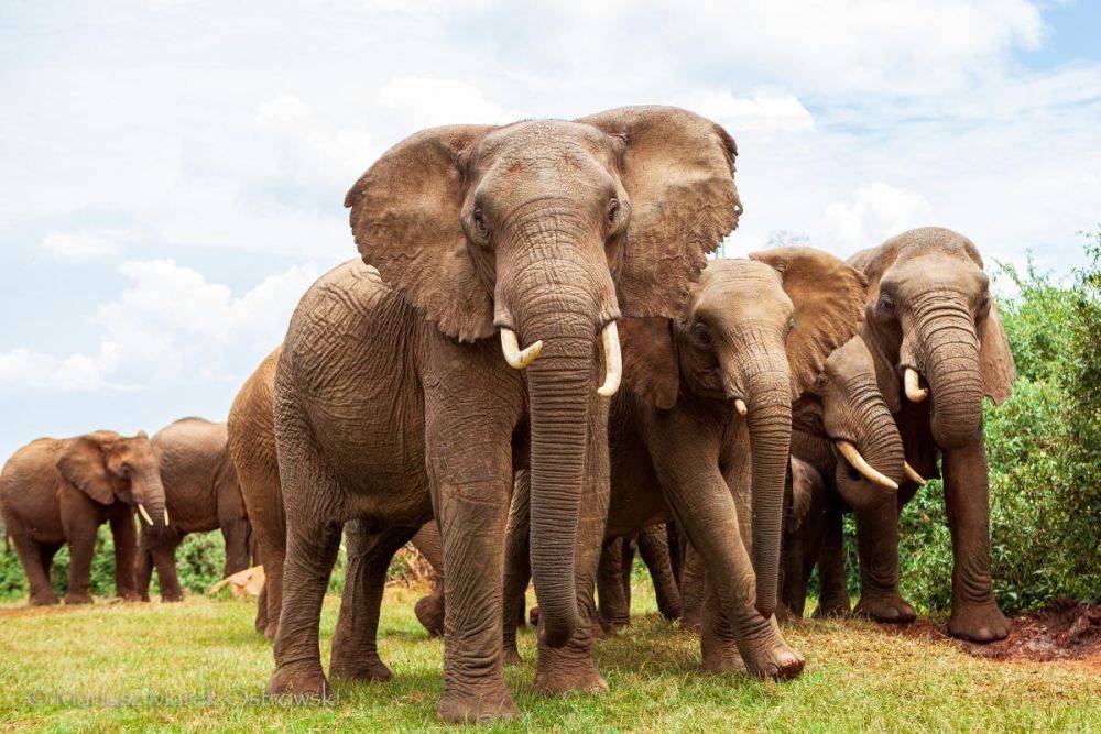 Слоны меняют рацион каждый день и ищут новые продукты для удовольствия – открытие ученых