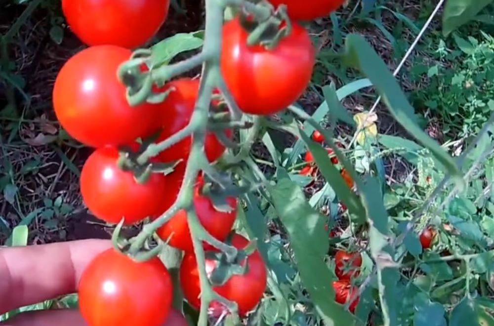 Трещат, как по швам: как избежать растрескивания помидоров на грядке