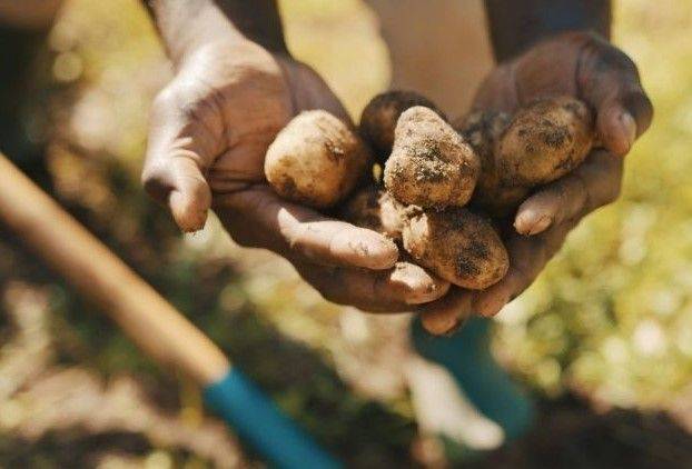 Что будет с ценами на молодую картошку и почему она будет некачественной
