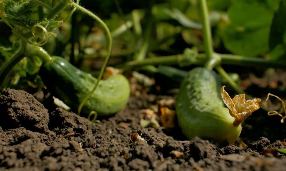 Огурцы будут расти до поздней осени: вот чем нужно их подкормить в августе