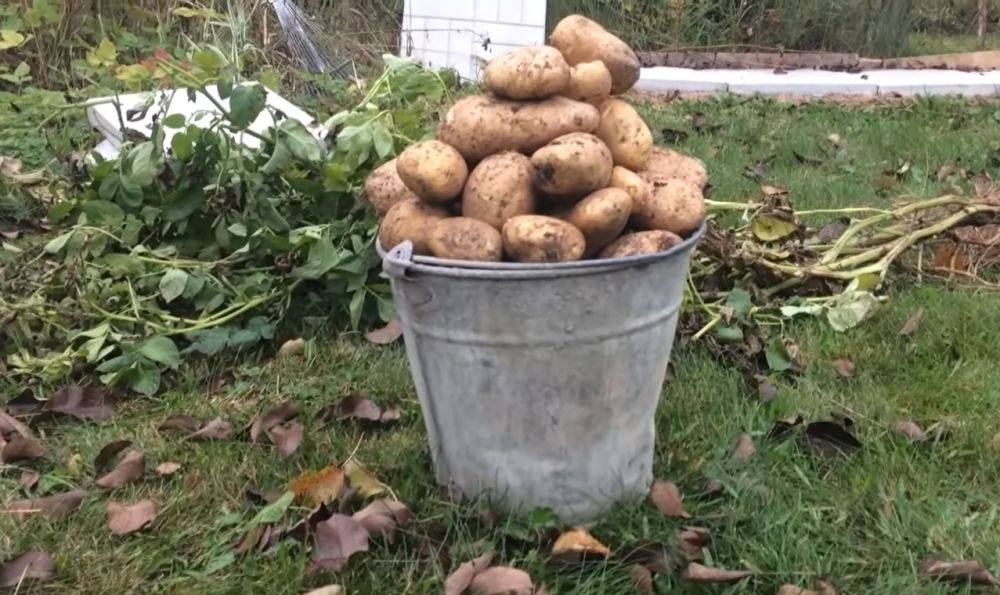 Дело к осени идет: когда следует копать картофель, чтобы он хранился как можно дольше