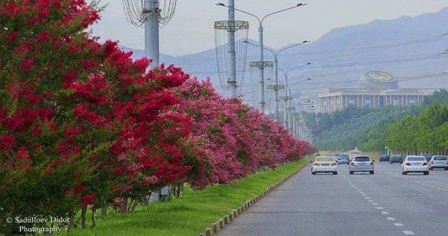 В Душанбе посажено почти 15 миллионов кустов сезонных и многолетних цветов