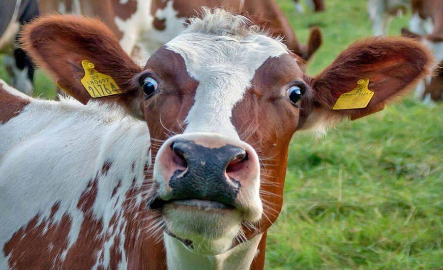 Коров - в жертву климату