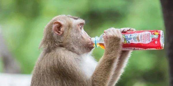 Прорыв. Генная терапия вылечила обезьян от алкогольной зависимости