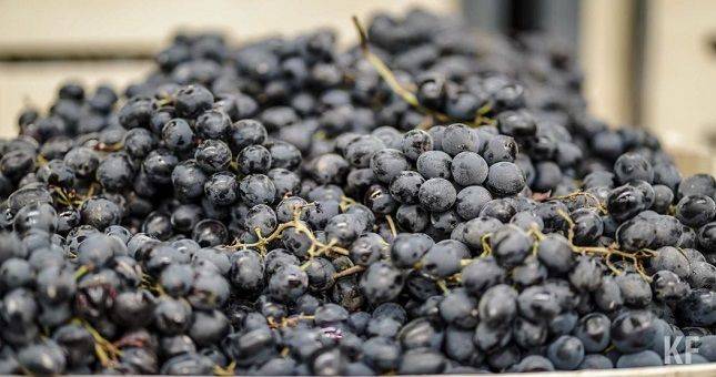 В аэропорту Казани у приезжих из Таджикистана изъяли 8 кг винограда