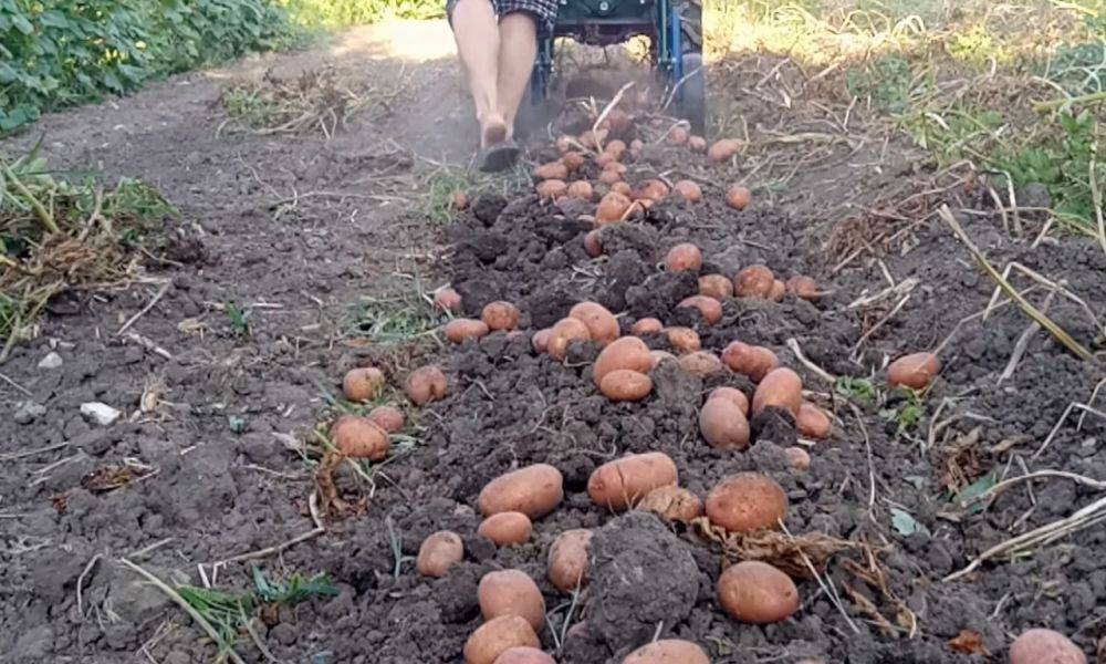 Не оставляйте землю без работы: чем нужно засеять поле после сбора урожая картофеля