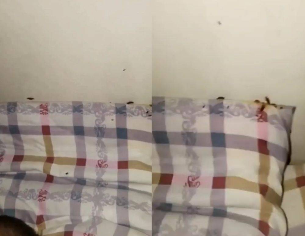 Тихий ужас. В областном детском многопрофильном медцентре в Карши больных атакуют полчища тараканов. Видео
