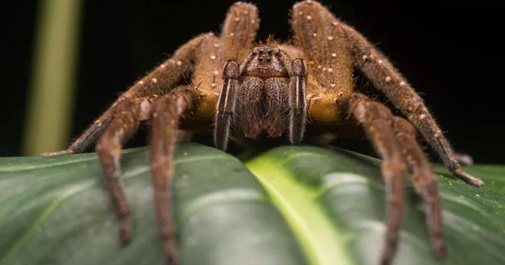 Привет от Казановы. Правда ли, что яд паука, найденного в Австралии, вызывает "постоянную эрекцию"