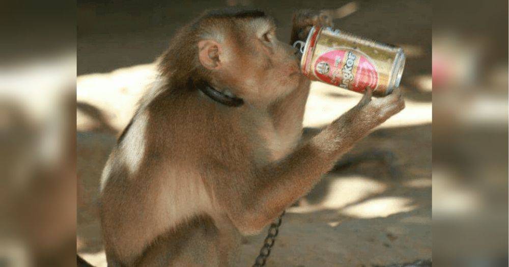 Ученые вылечили обезьян с хроническим алкоголизмом: что это даст человечеству