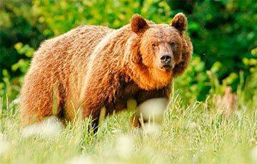 Медведь пустился наперегонки с авто по поселку под Минском