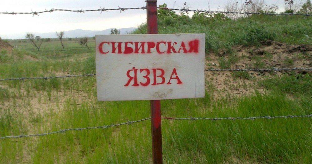 Введен режим ЧС: в Воронежской области выявили опасную сибирскую язву, — росСМИ