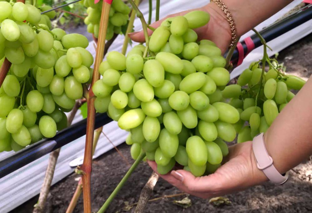 Налитые грозди вам подскажут: как понять, что виноград созрел для сбора урожая