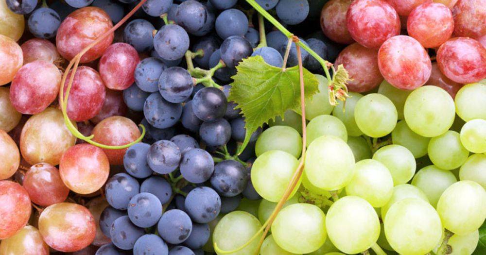 Какой виноград выбрать: польза и вред ягоды для здоровья