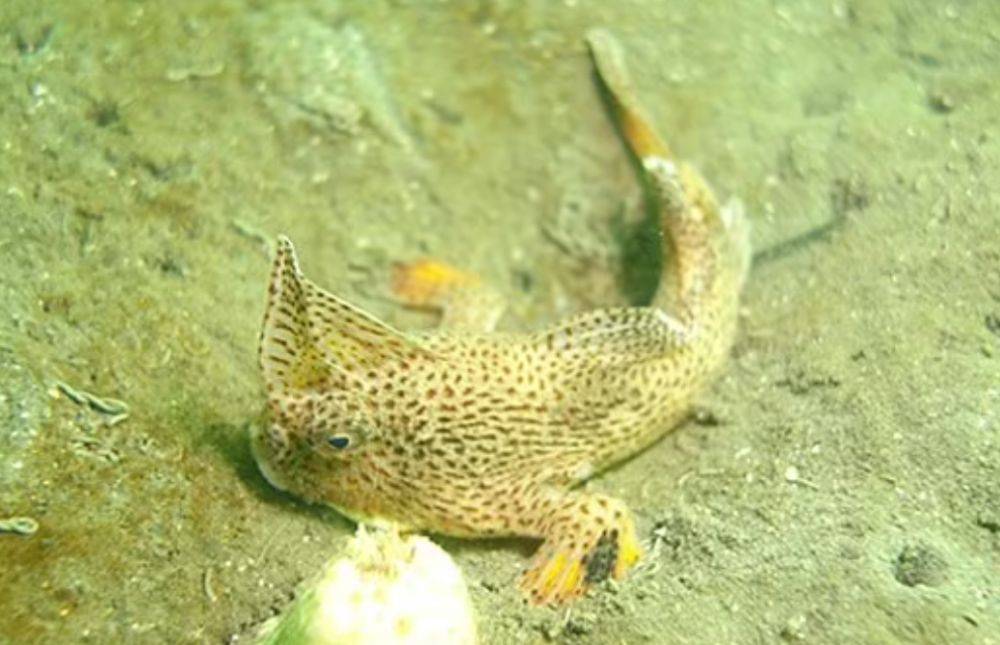 В районе Тасмании заметили редкую ходячую рыбу - фото