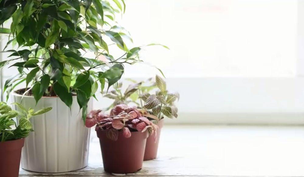 У вас будет собственная оранжерея: как и когда нужно поливать комнатные растения