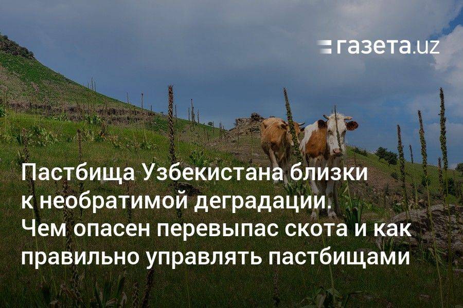 Пастбища Узбекистана близки к необратимой деградации. Чем опасен перевыпас скота и как правильно управлять пастбищами