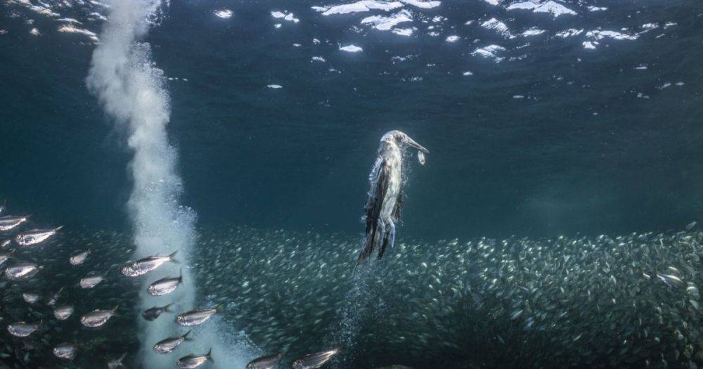 Лимонная акула, ламантины и киты: названы лучшие снимки океанических животных 2023 года (фото)
