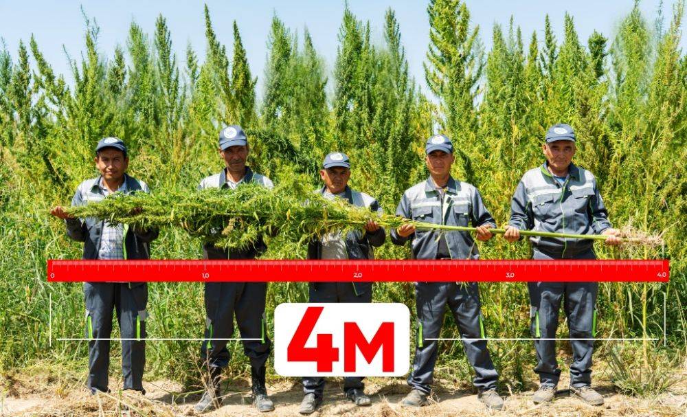 RS SUCCESS AGRO бьет рекорды по выращиванию технической конопли. Растения уже достигли поразительной высоты в 4 метра