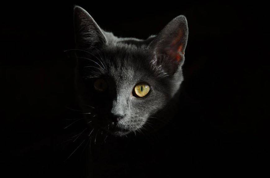 В Англии кот после «кремации» вернулся домой живым и невредимым