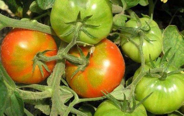 Попробуйте сделать это с помидорами, если они налились, но не хотят краснеть или желтеть