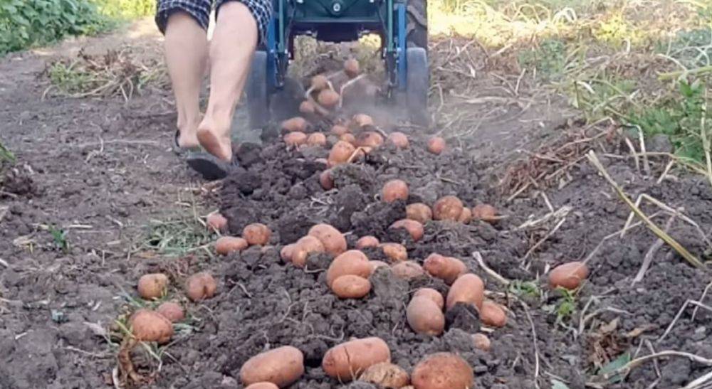 Может даже сам выкапывать картошку: в сети показали трактор для села, который делает все сам