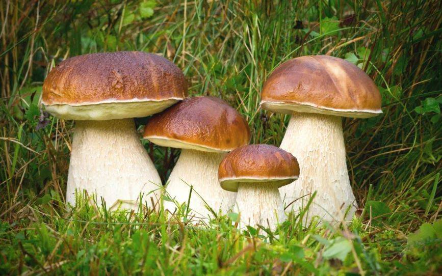 Прогноз специалистов по грибам: что ждать в этом сезоне