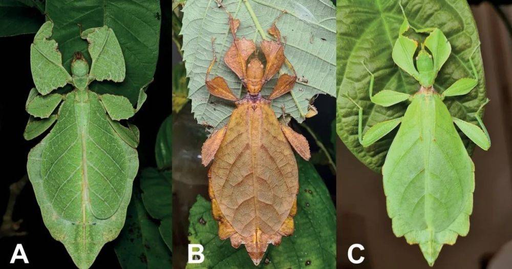 Мастера маскировки. Ученые обнаружили 7 новых видов насекомых, похожих на "живые листочки" (фото)