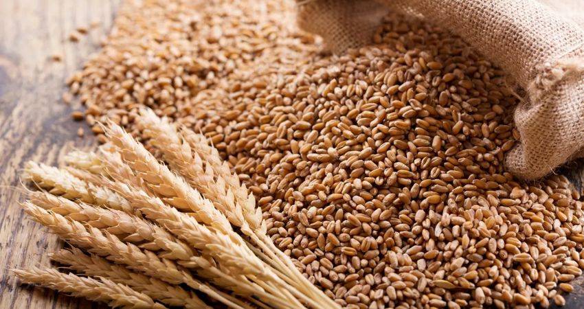 В Беларуси убрали более 40 % площадей зерновых и зернобобовых культур