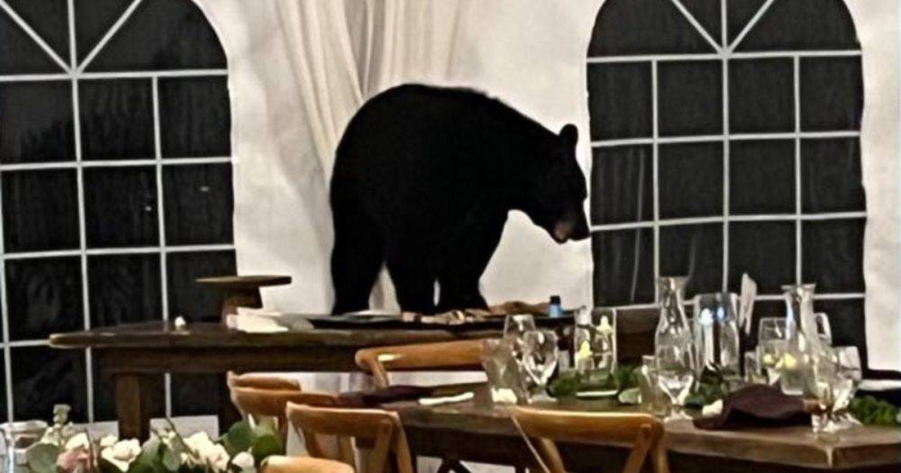 "Съел все": медведь ворвался на свадьбу и набросился на десертный стол (видео)