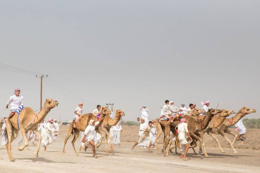 Нелегальные верблюжьи бега на юге: арестованы 7 человек, изъято 8 верблюдов