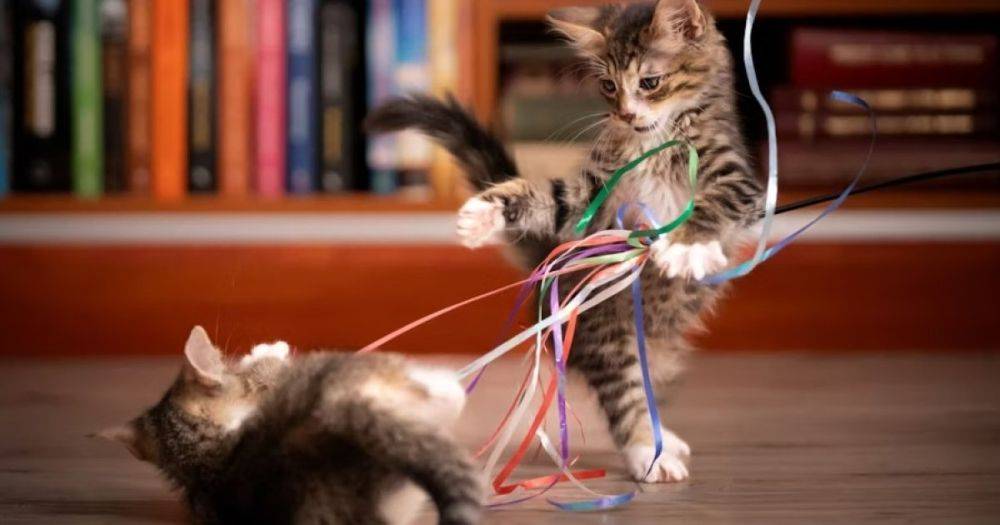 Очень странное пристрастие. Ученые рассказали, почему кошки так любят жевать пластик