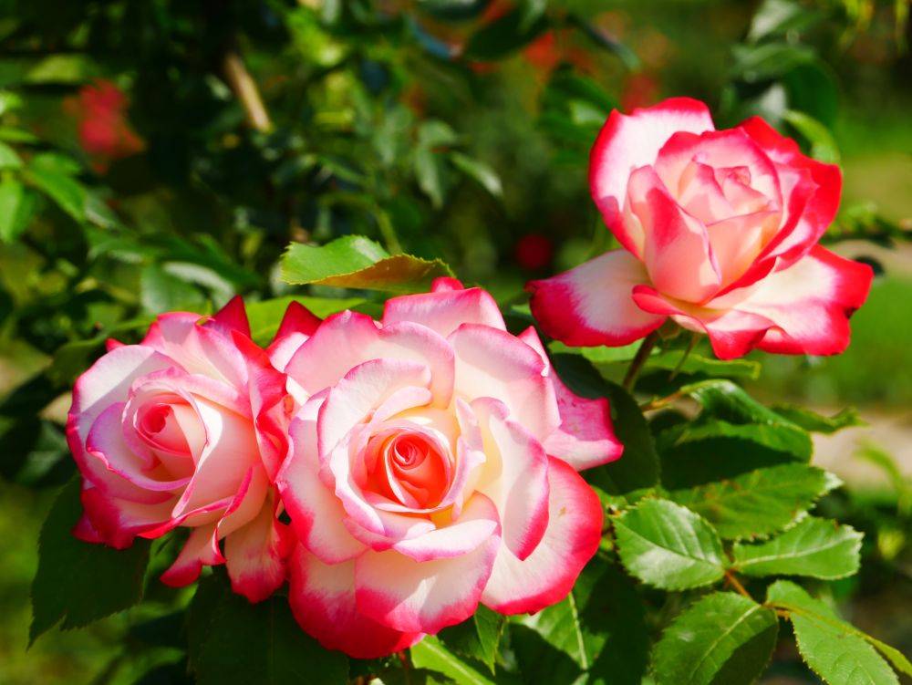 Как продлить срок цветения роз – полезные советы