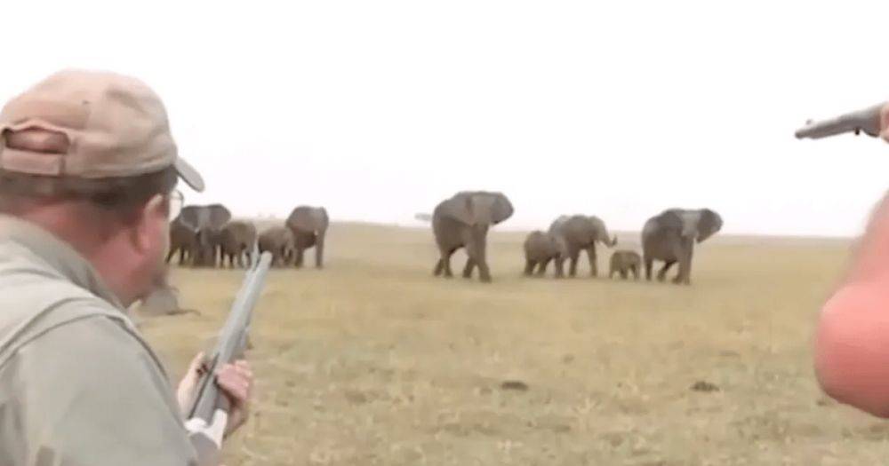 Слоны отомстили охотникам после того, как они подстрелили одного из них (видео)