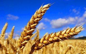Беларусь закупит в России до 500 тысяч тонн зерна