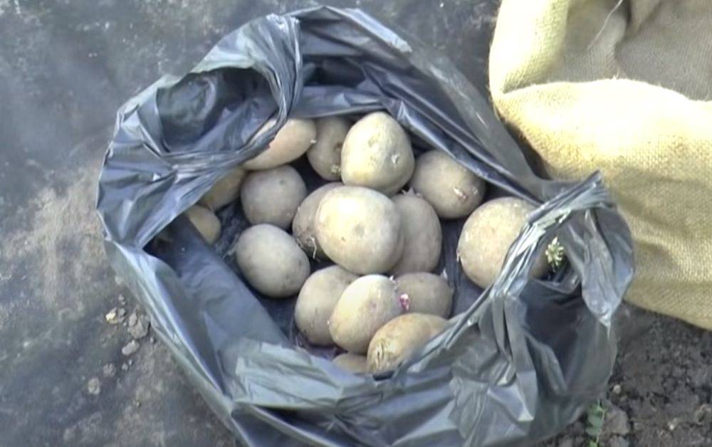 В Украину идет резкое изменение цен на картошку: когда стоит делать запасы на зиму