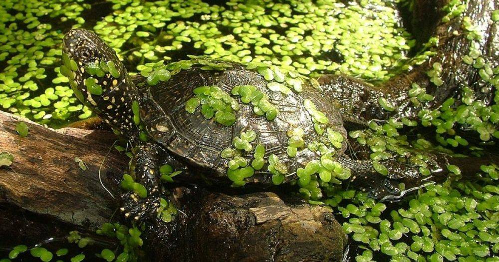 Секрет черепахи в захоронении железного века: ученые объяснили, как животное туда попало (фото)