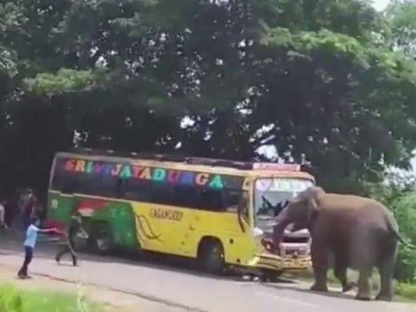 В Индии разъяренный слон разбил рейсовый автобус