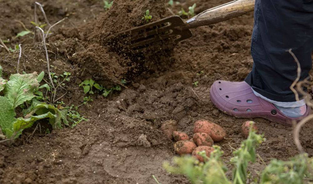 Как правильно выкопать картошку: пошаговая инструкция для чайников