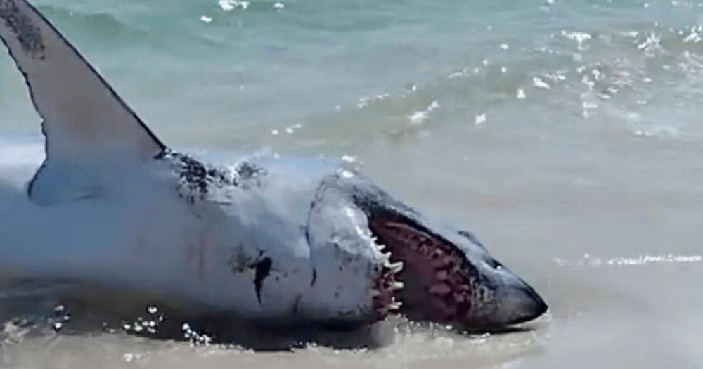 Тащили за хвост: в США отдыхающие спасли огромную акулу, которая "села на мель" (видео)