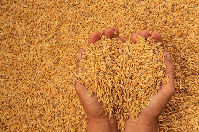 Крупнейший в Африке импортер зерна отказался покупать пшеницу в России — Bloomberg